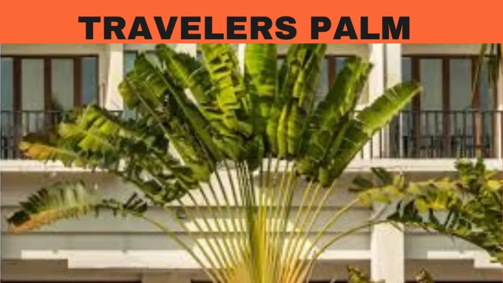 Travelers Palm