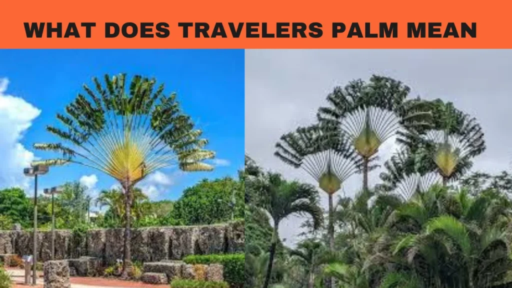 What Does Travelers Palm Mean
